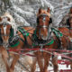 horse-drawn sleigh ride