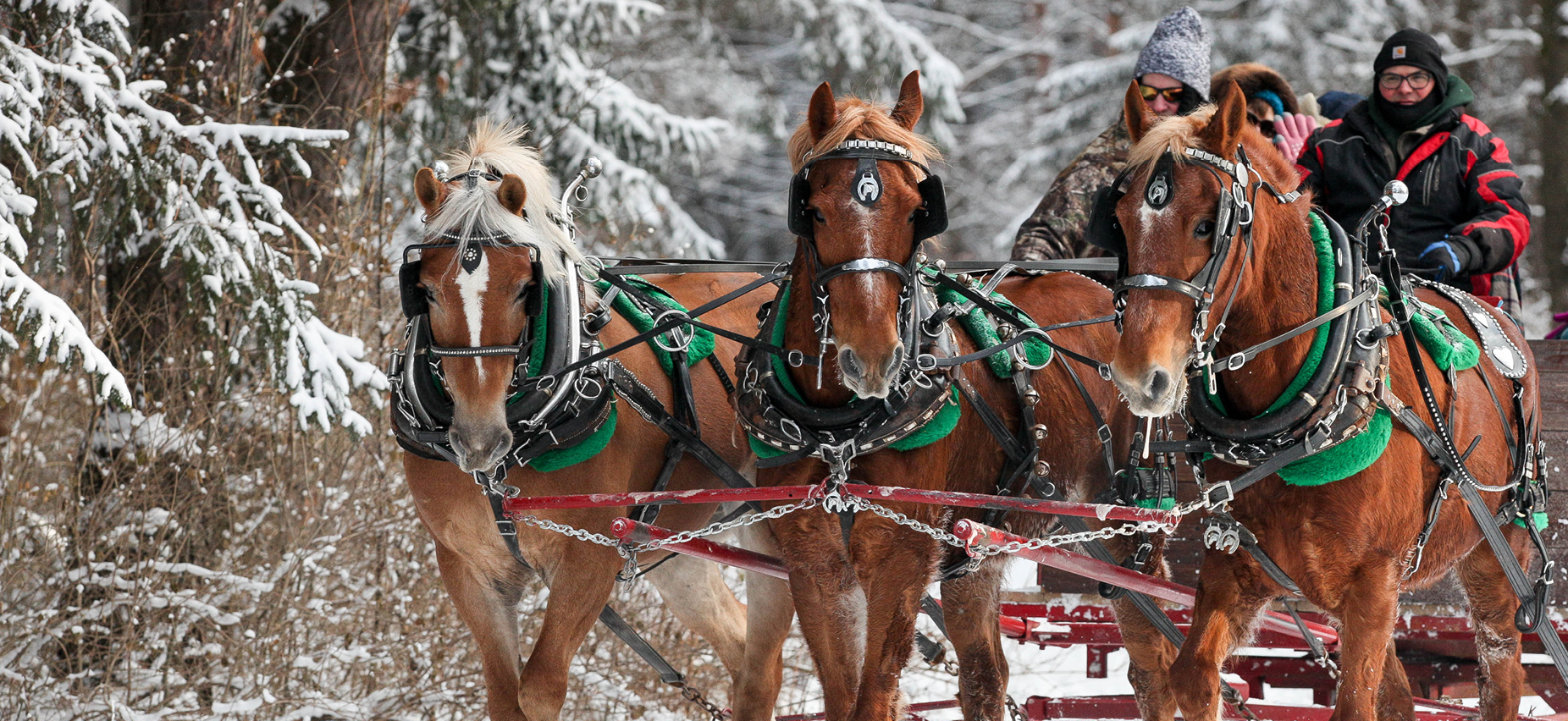horse-drawn sleigh ride