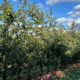 Beak & Skiff Apple Orchard
