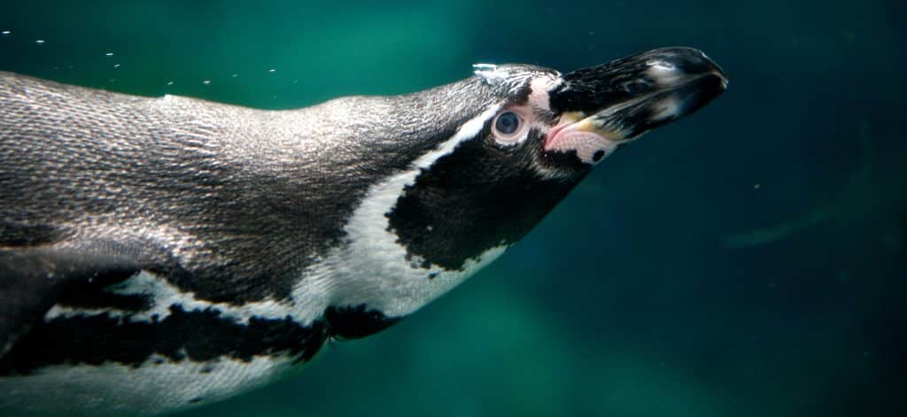Rosamond Gifford Zoo