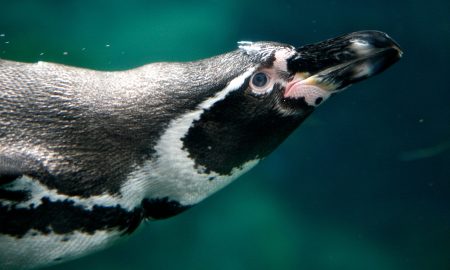 Rosamond Gifford Zoo