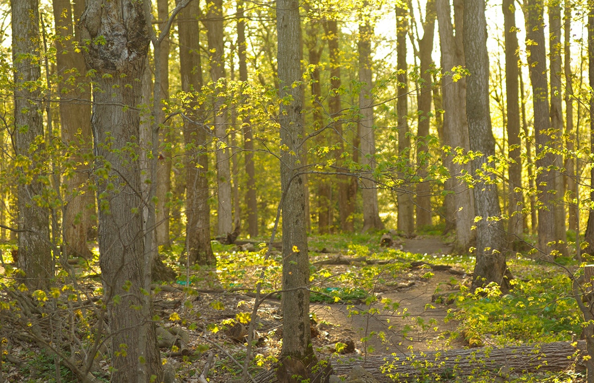 Baltimore Woods Nature Center, Marcellus, NY