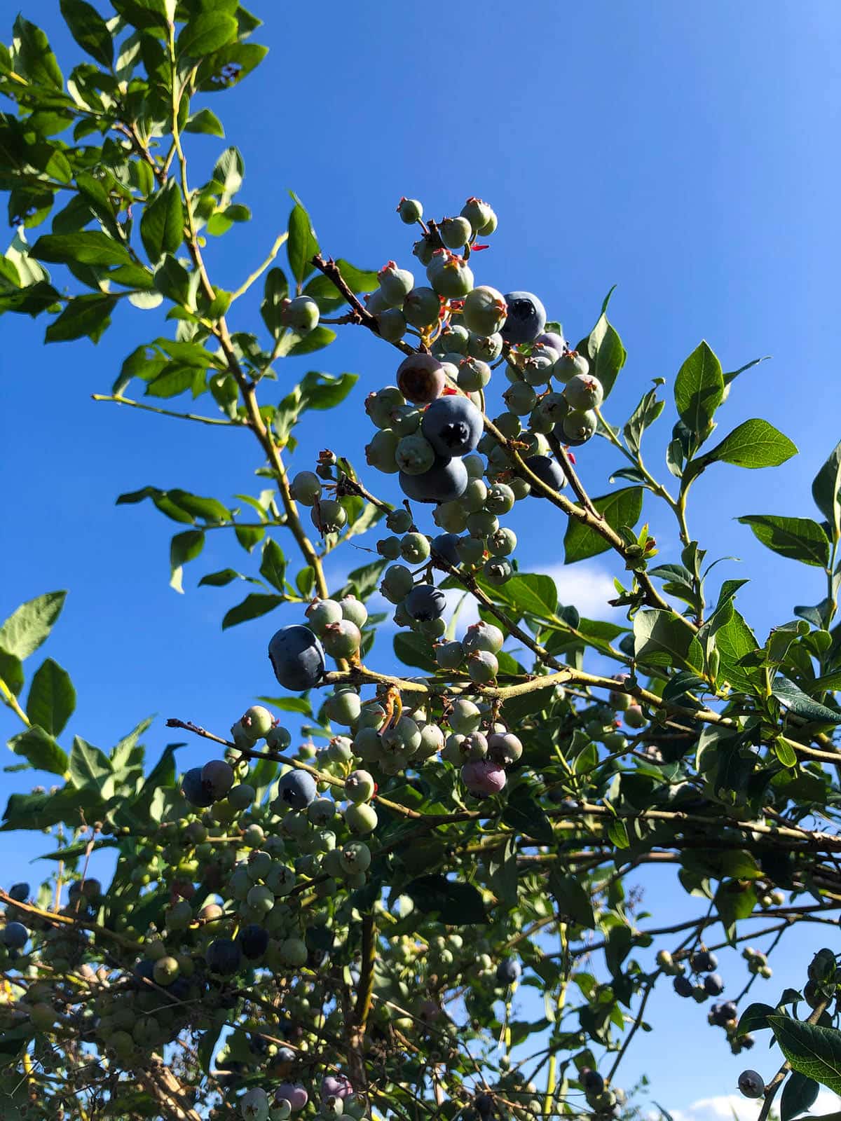 blueberries at Reeves Farms