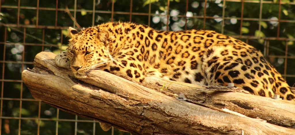 Ross Park Zoo
