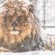 Lion at Utica Zoo