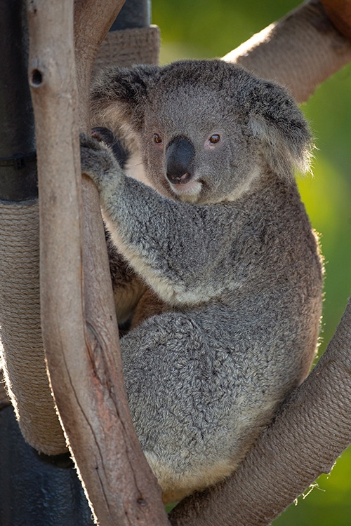 Koala