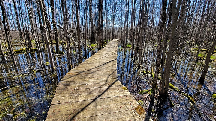 Canastota’s Great Swamp Conservancy