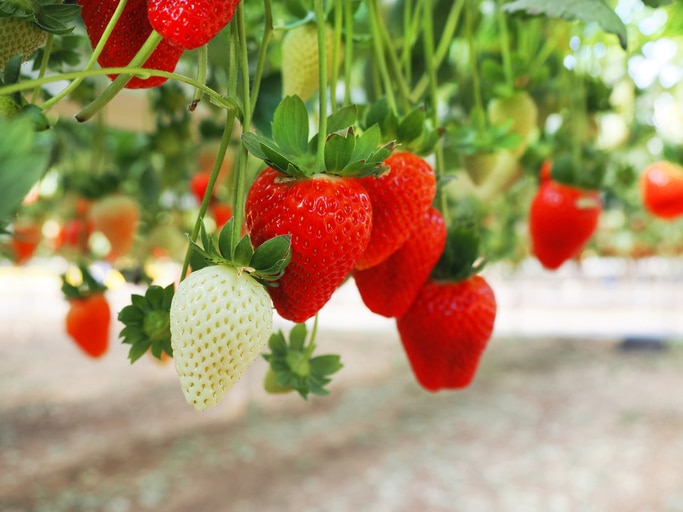 Strawberry Fields Hydroponic Farm