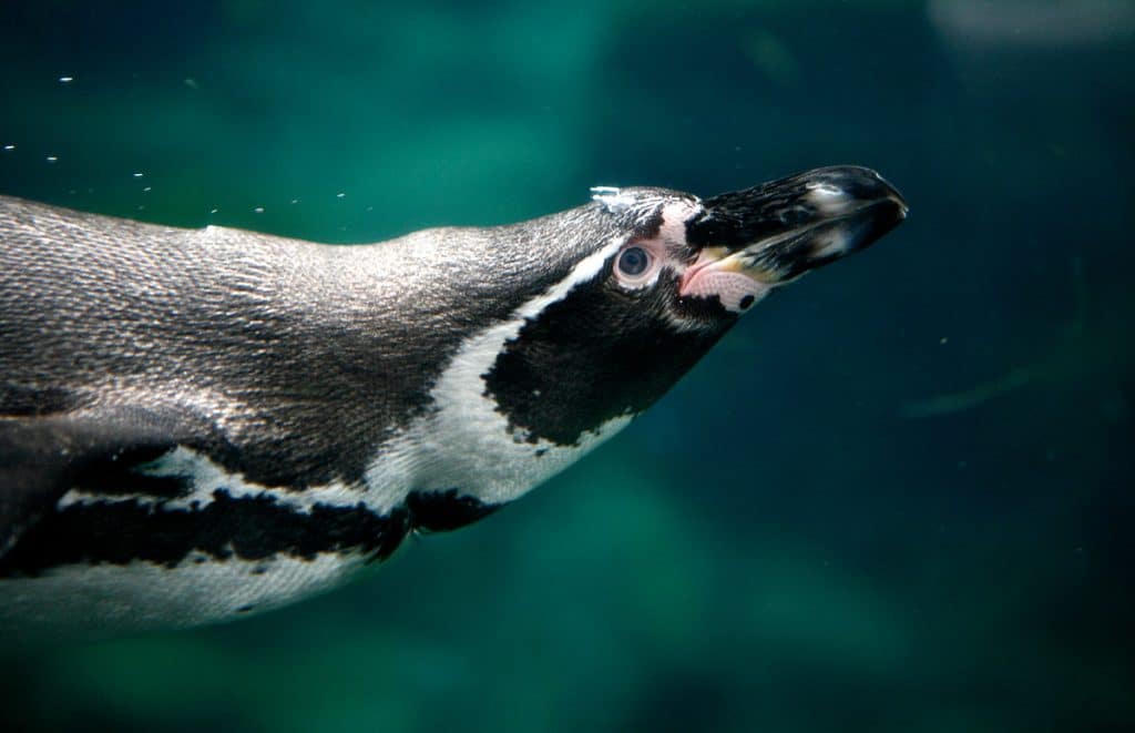 Rosamond Gifford Zoo
