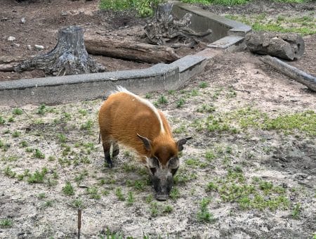 Rosamond Gifford Zoo // Courtney Kless Photo