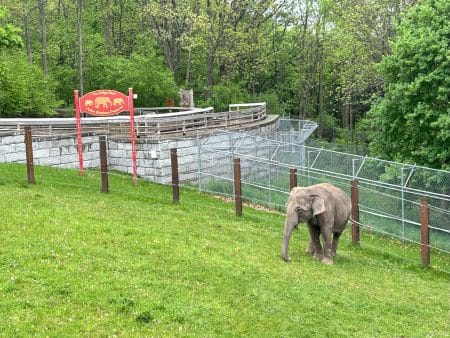 Rosamond Gifford Zoo // Courtney Kless Photo